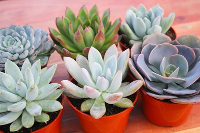 Monthly Succulents by Succy Crafts Photo 2