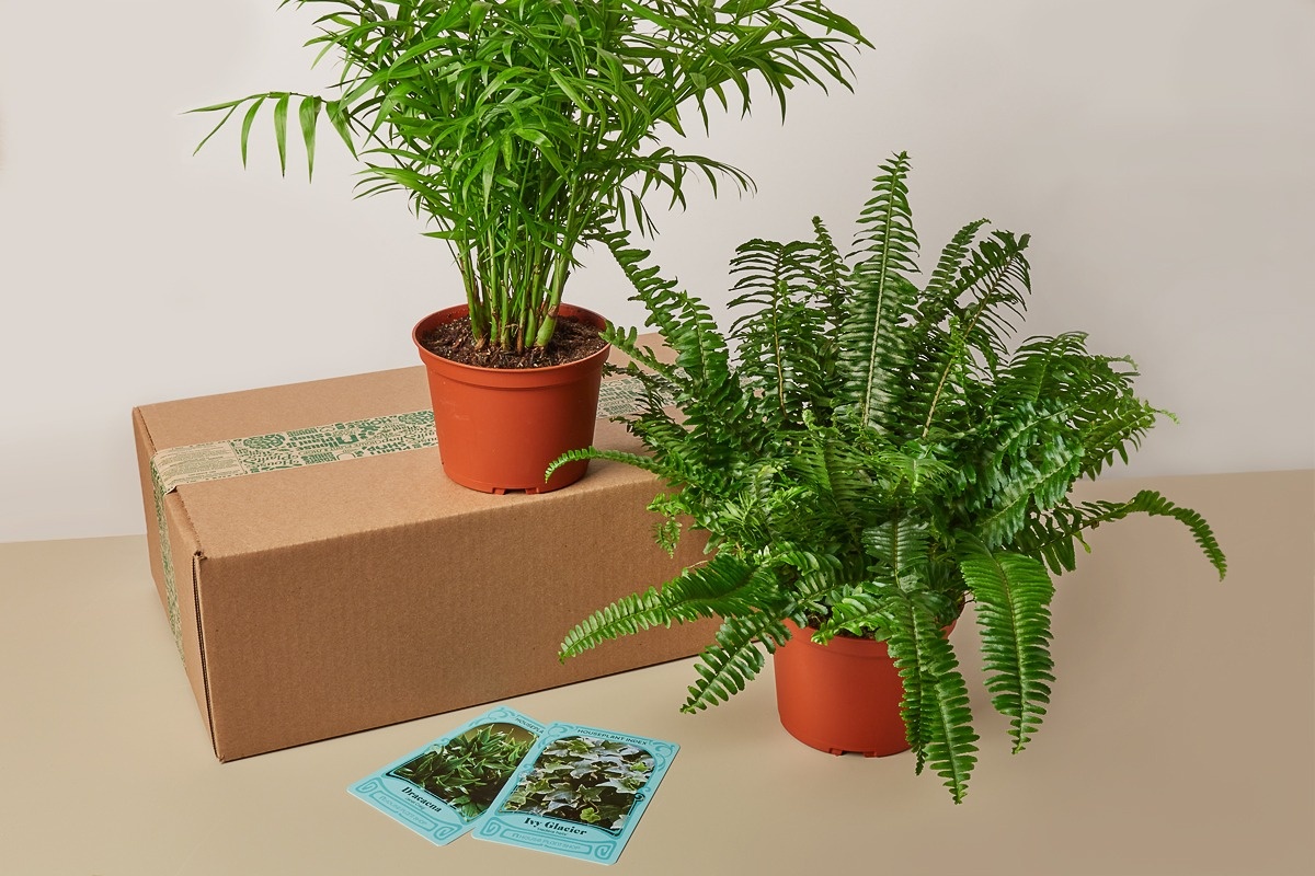 Premium House Plant Box Photo 1