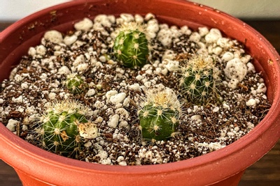 Cactus Seed Club Photo 3