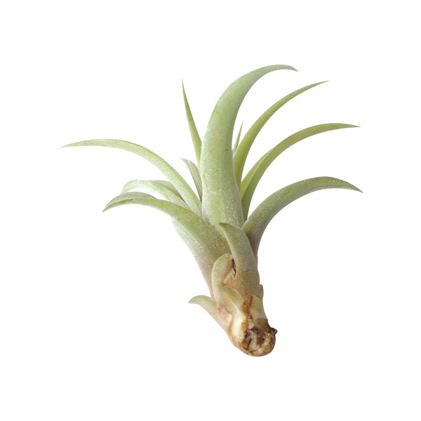 September 2024 Airplant Box