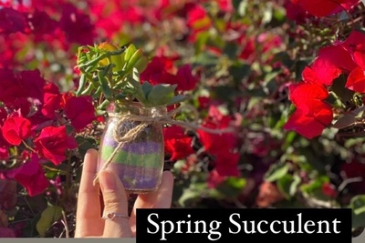 DIY Seasonal Succulent Kits Photo 3