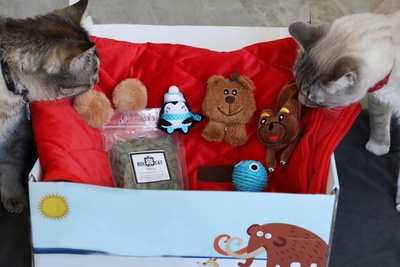 BoxCat Giant Seasonal Cat Subscription Box Photo 3