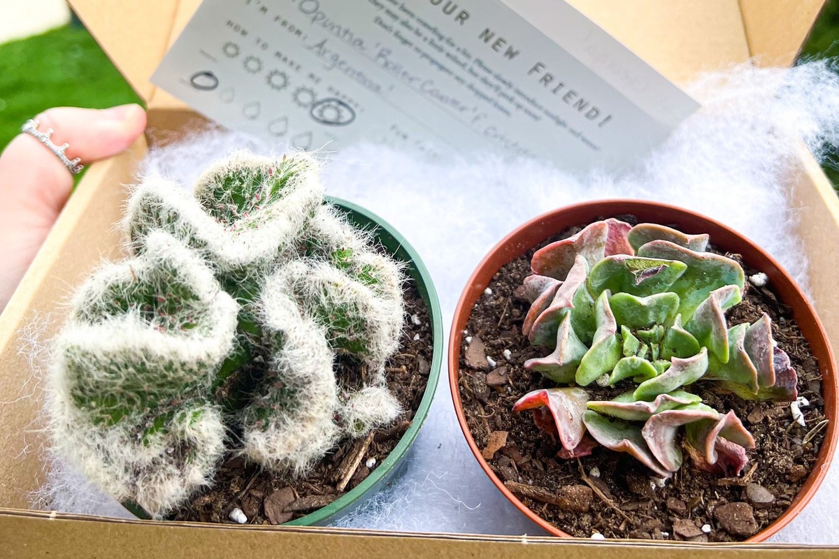 Unique Succulent Subscription 🪴 For Plant Lovers to Expand Their Greenhouse Photo 1