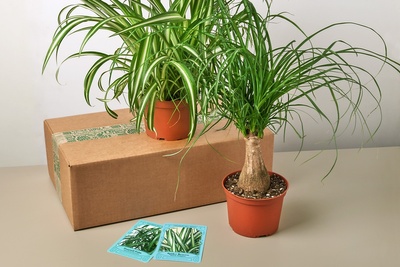 Pet-Friendly Premium House Plant Box Photo 1