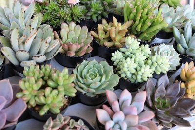 Succulents of the Month Photo 2