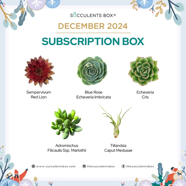 December 2024 Subscription Box