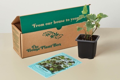 Indoor House Plant Box Photo 1