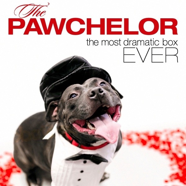 February 2020 - The Pawchelor