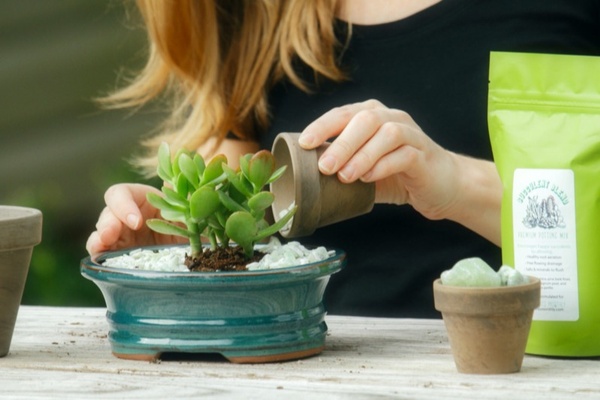 A woman pouring water into a potted succulent plant.