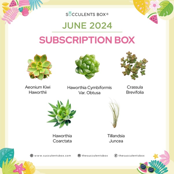 June 2024 Subscription Box