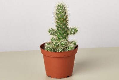 Cactus Box Photo 2