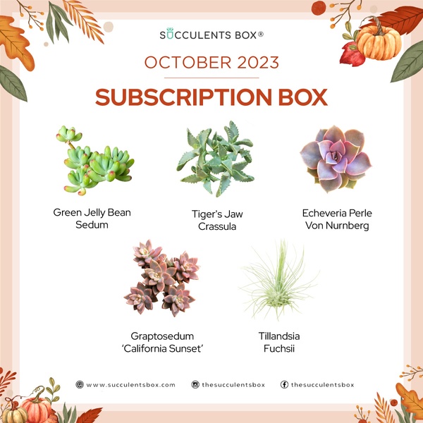 October 2023 Subscription Box