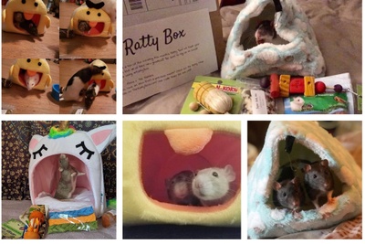 5 different pictures of rats using and enjoying different items from a Ratty Box subscription box.
