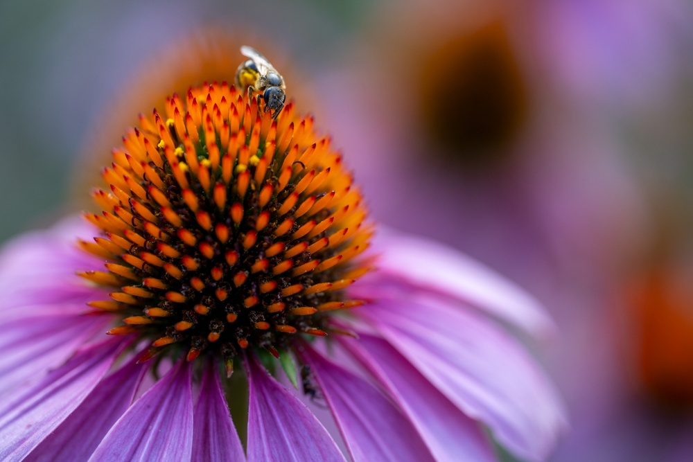 Tamron 90mm F2.8 Di III Macro VXD