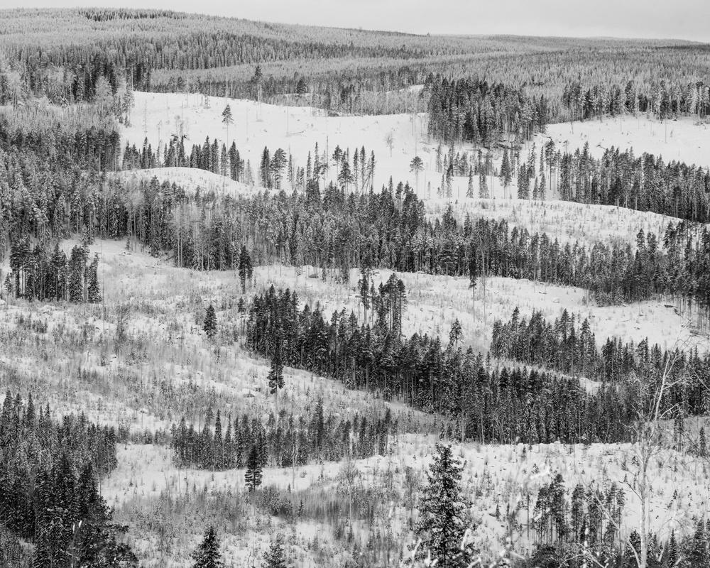 Skogslandskap vid Lillsele, Vindeln. Foto Erik Abel