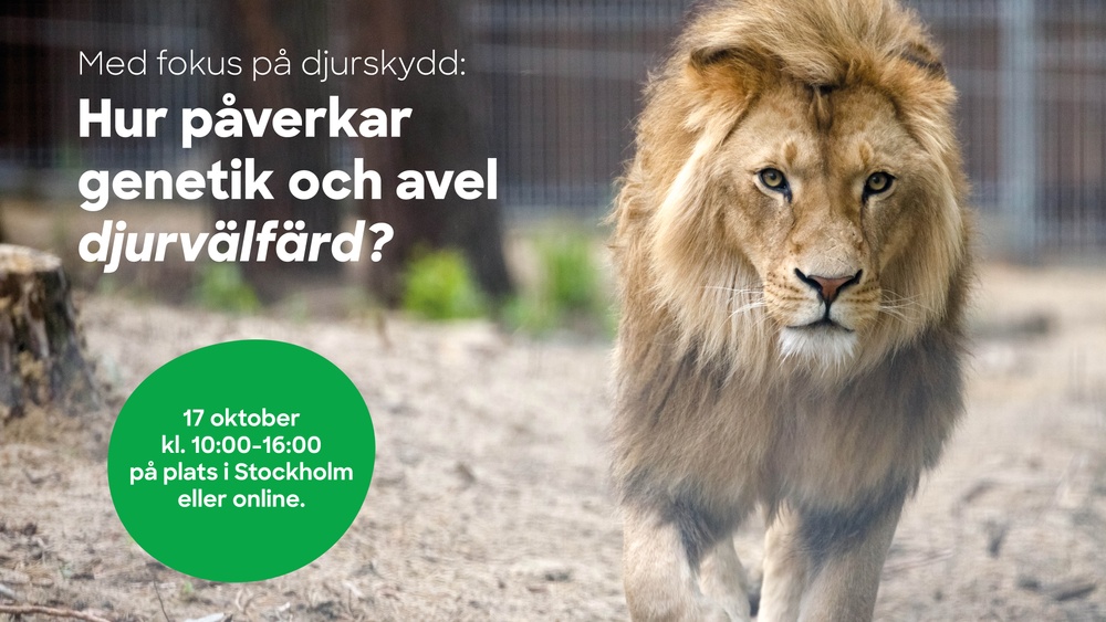 Lejon på djurpark promenerar mot kameran. Text på bild: Med fokus på djurskydd: Hur påverkar henetik och avel djurvälfärd? 17 oktober kl. 19:00-16:00 på plats i Stockholm eller online. 