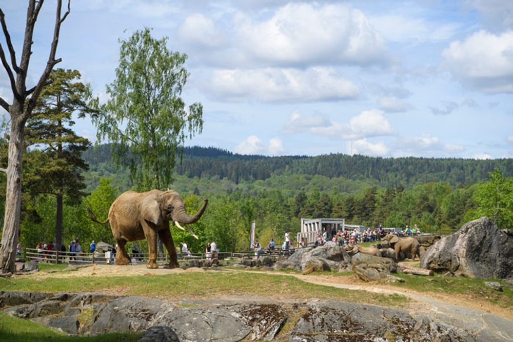 Besökare och elefanter i Borås djurpark