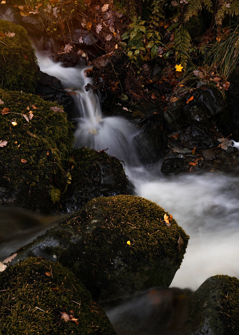 SAMYANG AF 50MM F1.4 SONY FE II_117821_AF 50mm F1.4 FE II_Jay Gilmour (3).jpg