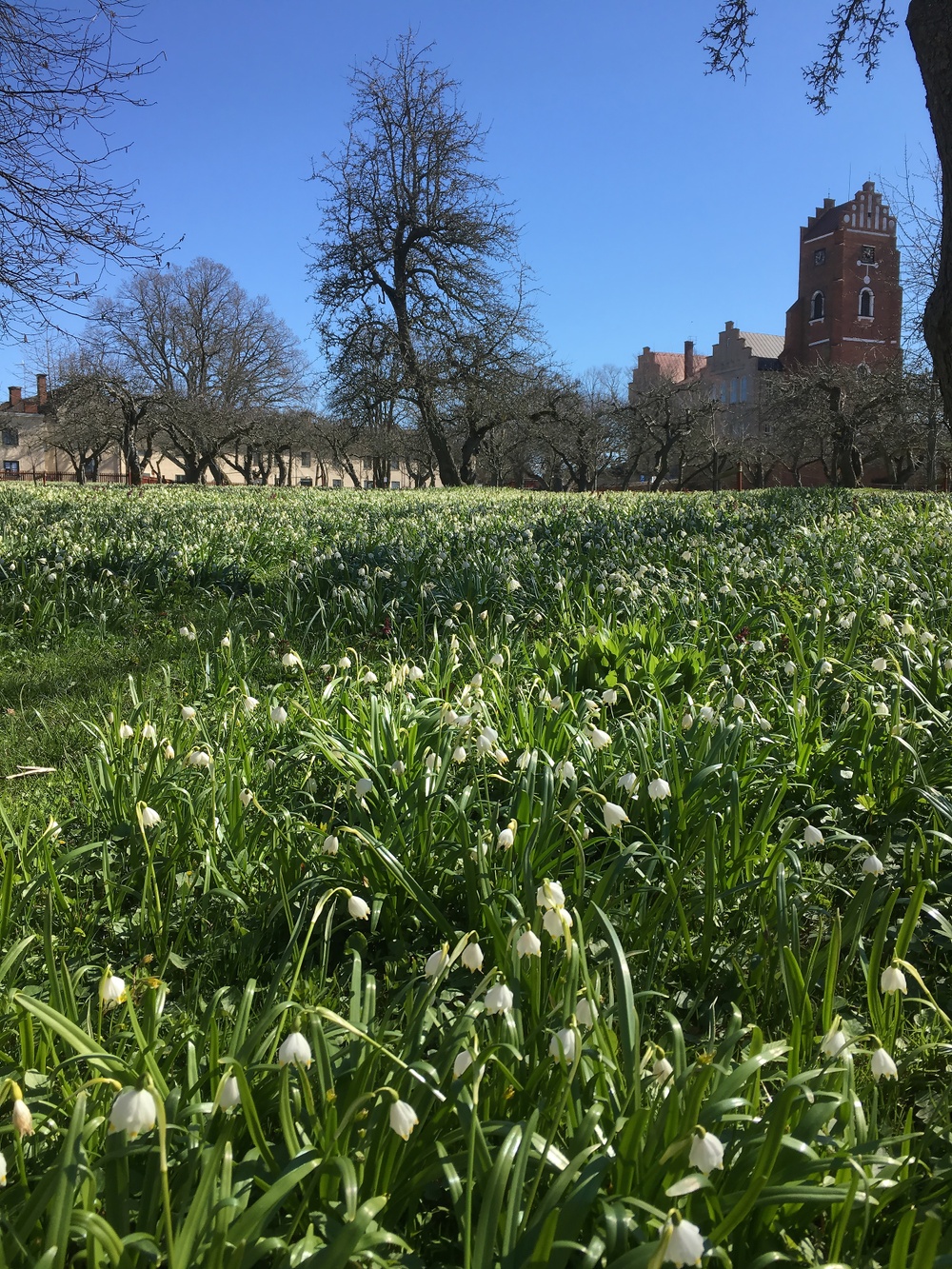 Bild från en av klosterområdets trädgårdar i Vadstena.