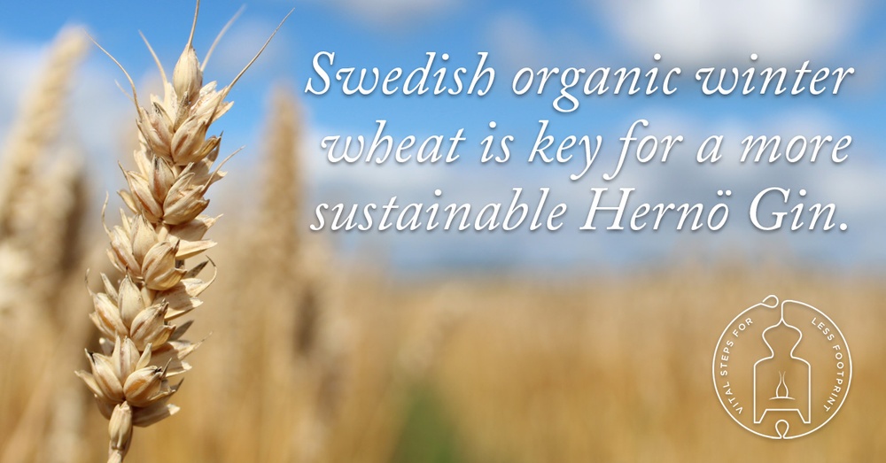 Swedish organic winter wheat is key for a more sustainable Hernö Gin.