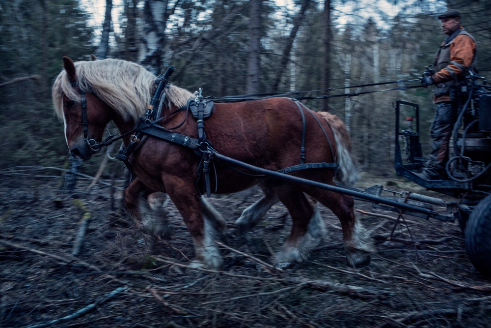 Med hästarna vid sin sida brukar Johan Eriksson skogen i Bettna. Nu blir hans vardag till unik konst på auktion. Här i verket "Hästkrafter" av Thron Ullberg. 