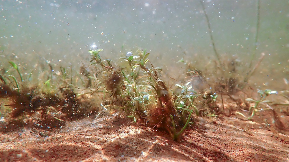 Förorenade sediment