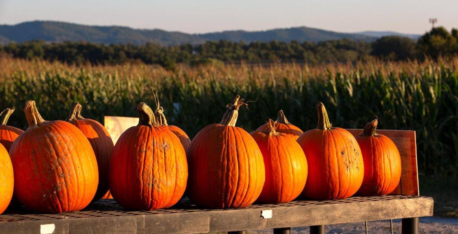 pumpkins in a field