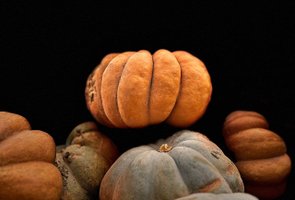 Pumpkin Image