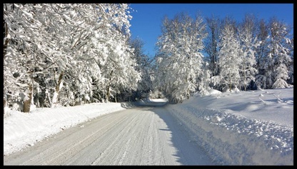 snow-covered road lined with trees