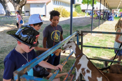 3 young boys feed a leaf to a brown and white goat