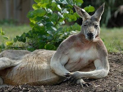 kangaroo