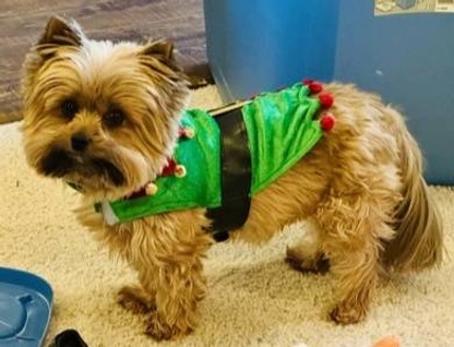 Milo the yorkie wears his ELF sweater