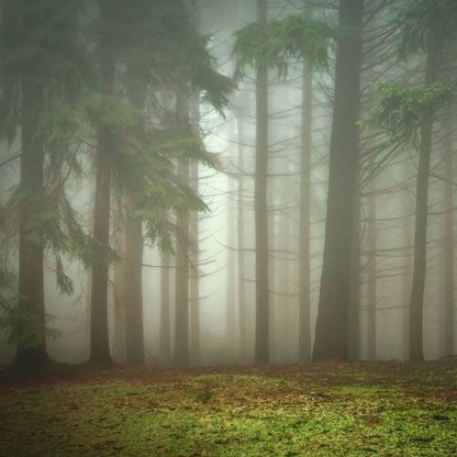 A misty forest with tall pine trees and a mossy ground