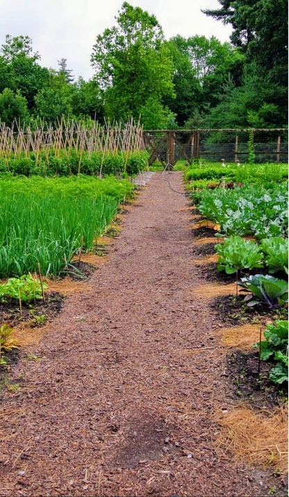 A photo of a dirt garden path towards a tall fence. You can see leafy greens, grass, and bean poles.