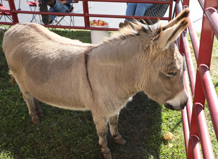 Romeo the donkey