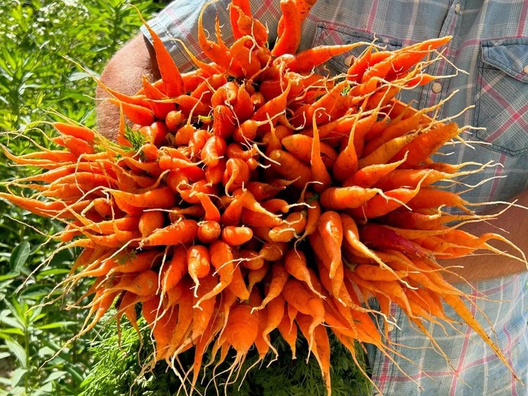 CHS carrots