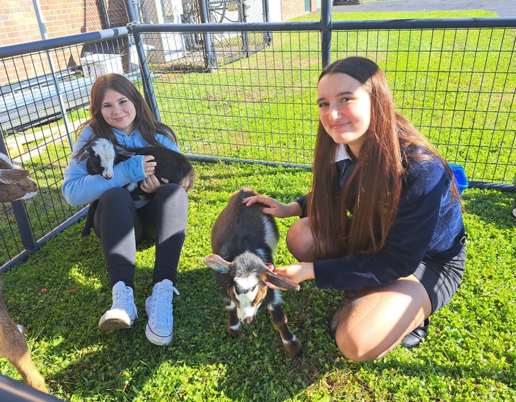 Students pet goats