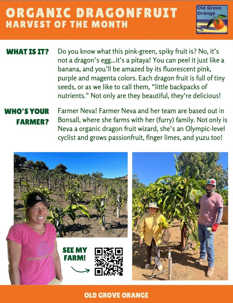 Farmer stands in a field of Dragonfruit.