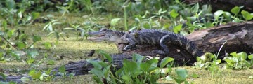 Featured image for "Ultimate Swamp Adventures" Small Airboat Tour