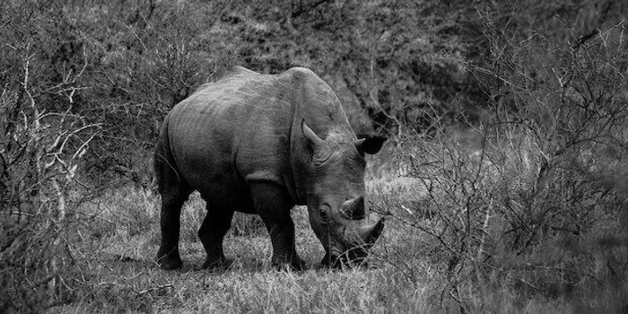 The Grey Rhino: COVID-19 & Its Impact on Data and Analytics Professionals