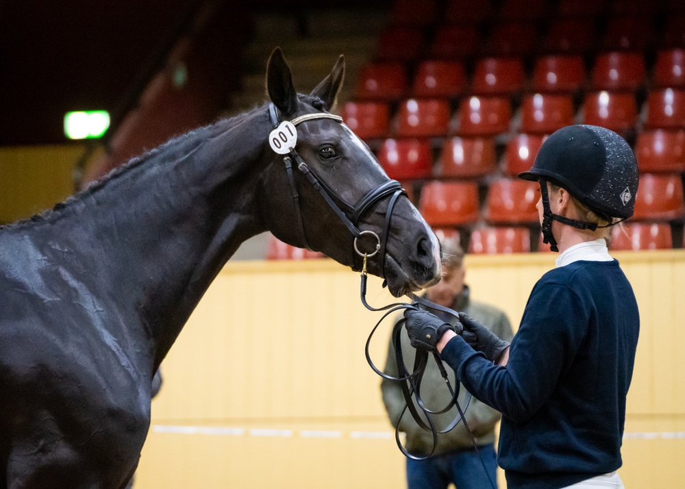 Flera förändringar kommer införas vid vårens unghästtester 2025. Foto: Michaela Swärd/SWB