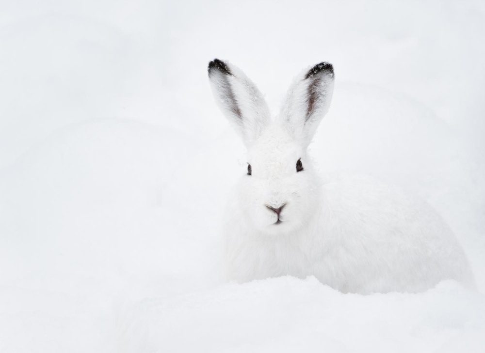 Winter_rabbit.jpg