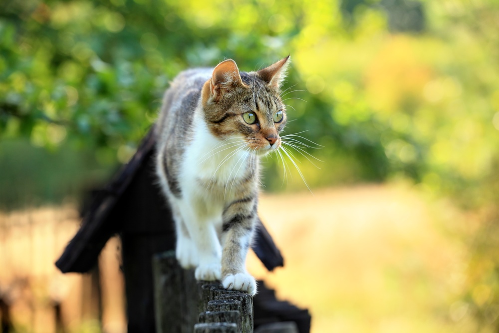 Katt balanserar på staket