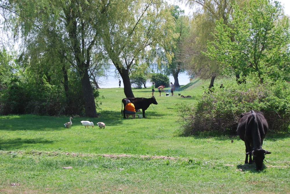 En äng där kor går och betar. Sommarbild. Från Gammalsvenskby i Ukraina. 