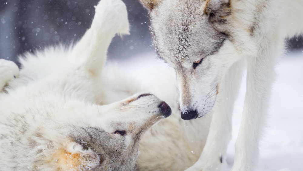 Närbild på två vargar som leker i snön. Den ena ligger på rygg och den andra står upp. 
