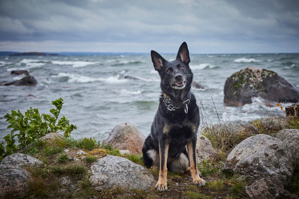 Årets Polishund 2023 Krogstorps Sky på stranden. Foto: Jan-Erik Lindkvist