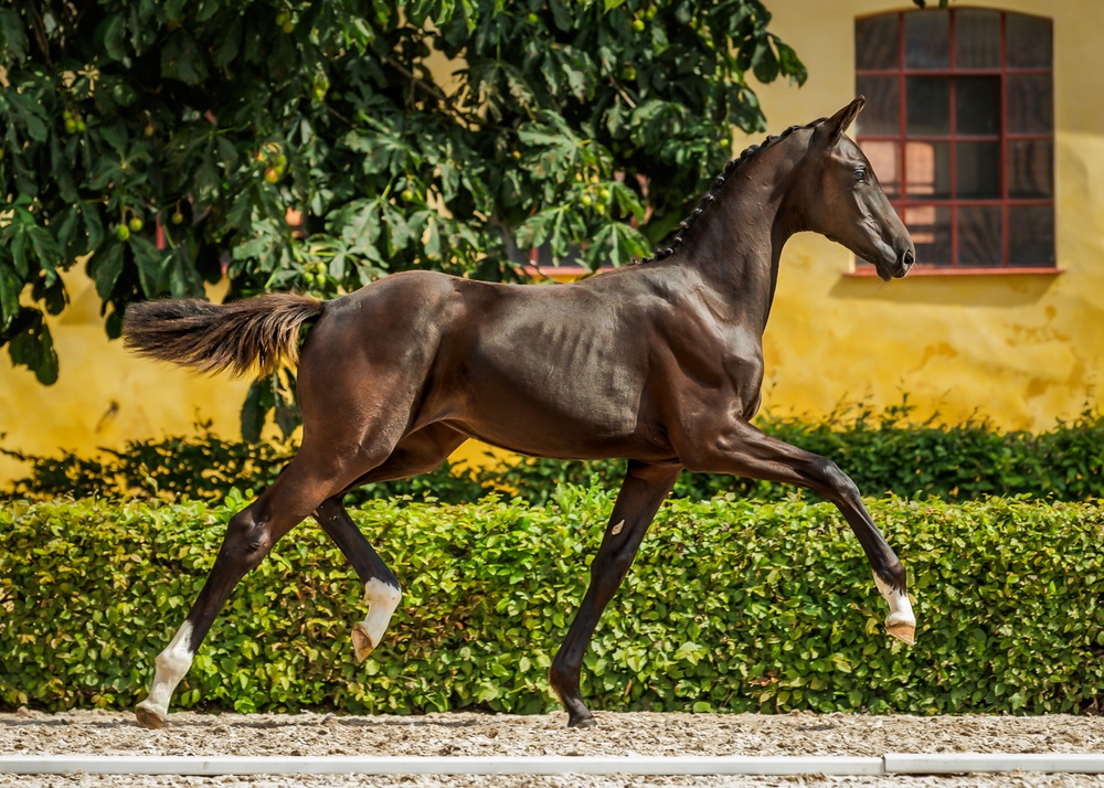 Midnight Sky To B, a filly selected for SWB Elite Foal Auctions