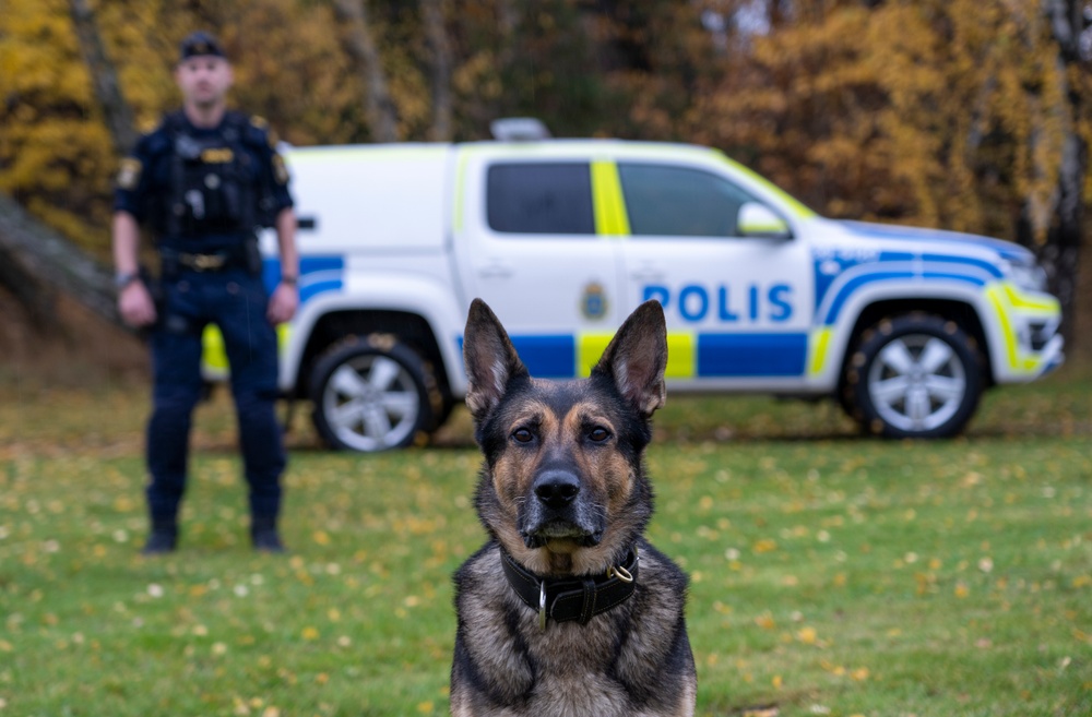 Årets polishund 2020 Försvarsmaktens Izor med sin förare Erik Karlsson. Foto: Måns Engelbrektsson