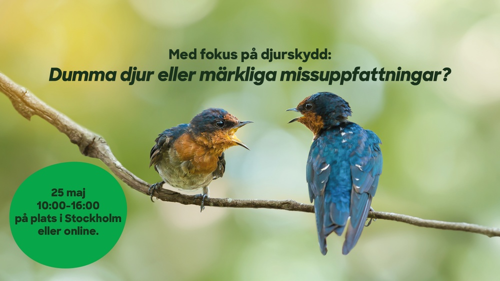 Bild med två fåglar som ser ut att prata med varandra. Ovanför står konferensens namn: "Med fokus på djurskydd: Dumma djur eller märkliga missuppfattningar?" 