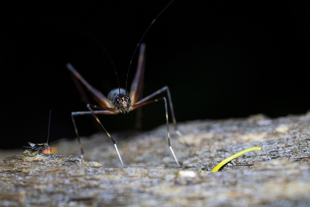 Tamron 90mm F2.8 Di III Macro VXD